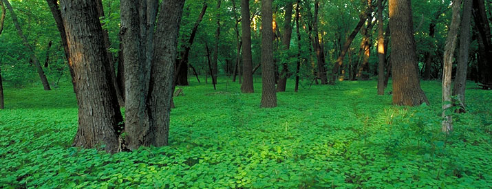 Floodplain